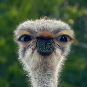 Meet your Posher, Lës